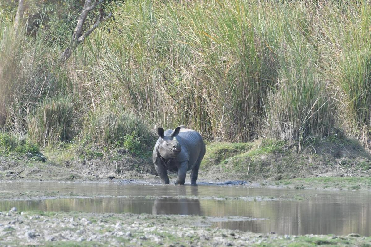 एक पुनर्वास केंद्र में बचाए गए और हाथ से उठाए गए दो गैंडों को मंगलवार को काजीरंगा राष्ट्रीय उद्यान में वापस छोड़ दिया गया।